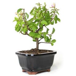Crossberry plant
