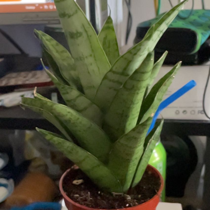 Photo of the plant species Tough Lady Snake Plant by @FitBonsaitree named Pocahontas on Greg, the plant care app