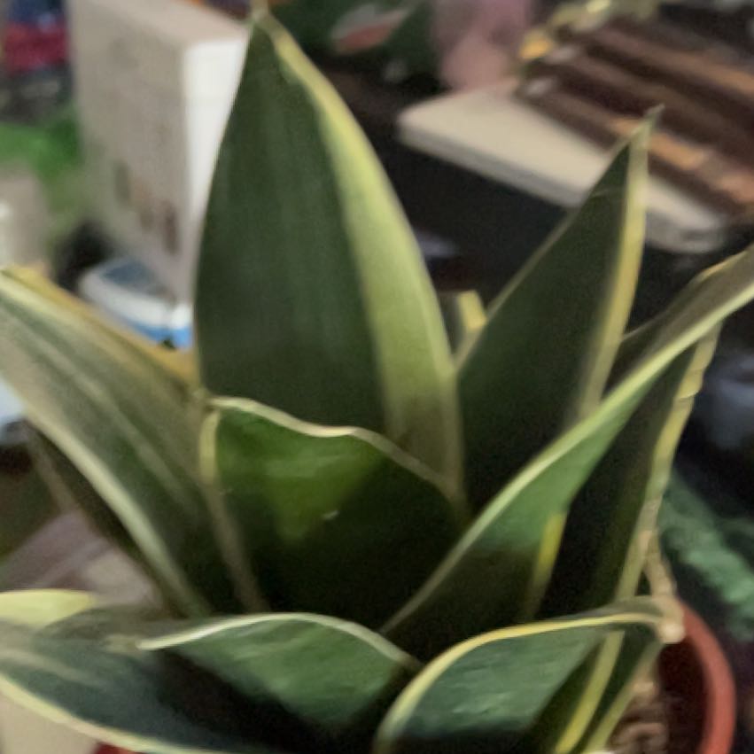 Photo of the plant species Glimmering Star Snake Plant by @FitBonsaitree named Tracy.  Need new one on Greg, the plant care app