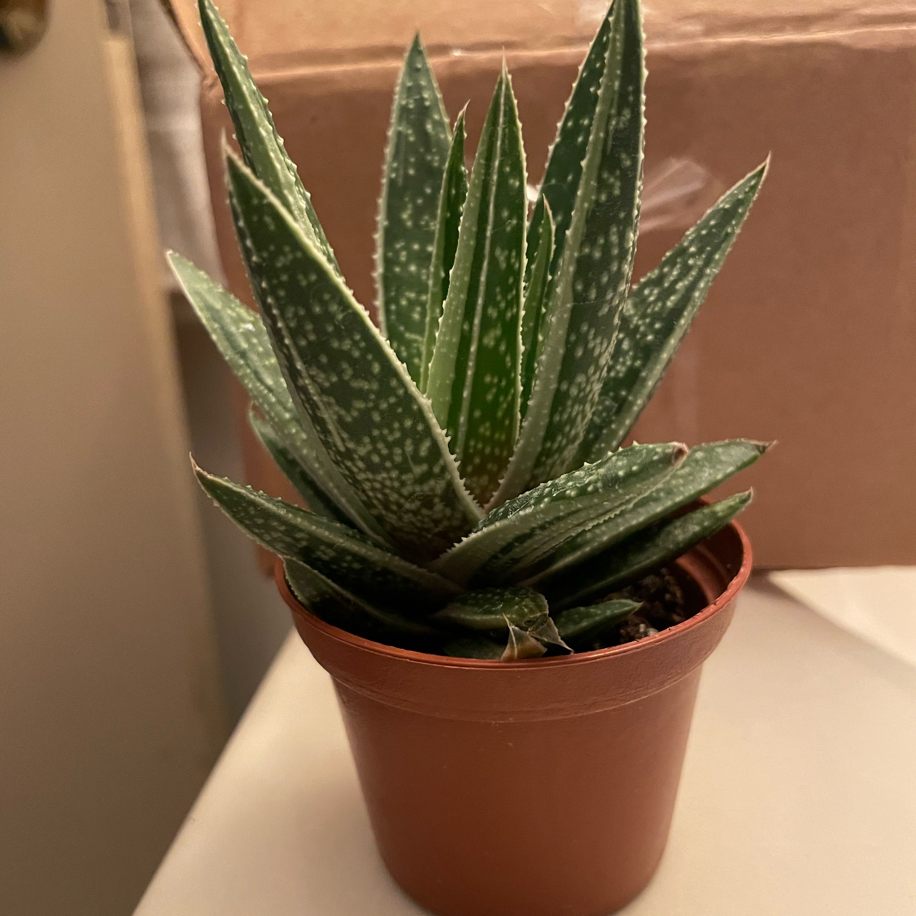 Photo of the plant species Gasteria Green Ice by @FitBonsaitree named Ada problem on Greg, the plant care app