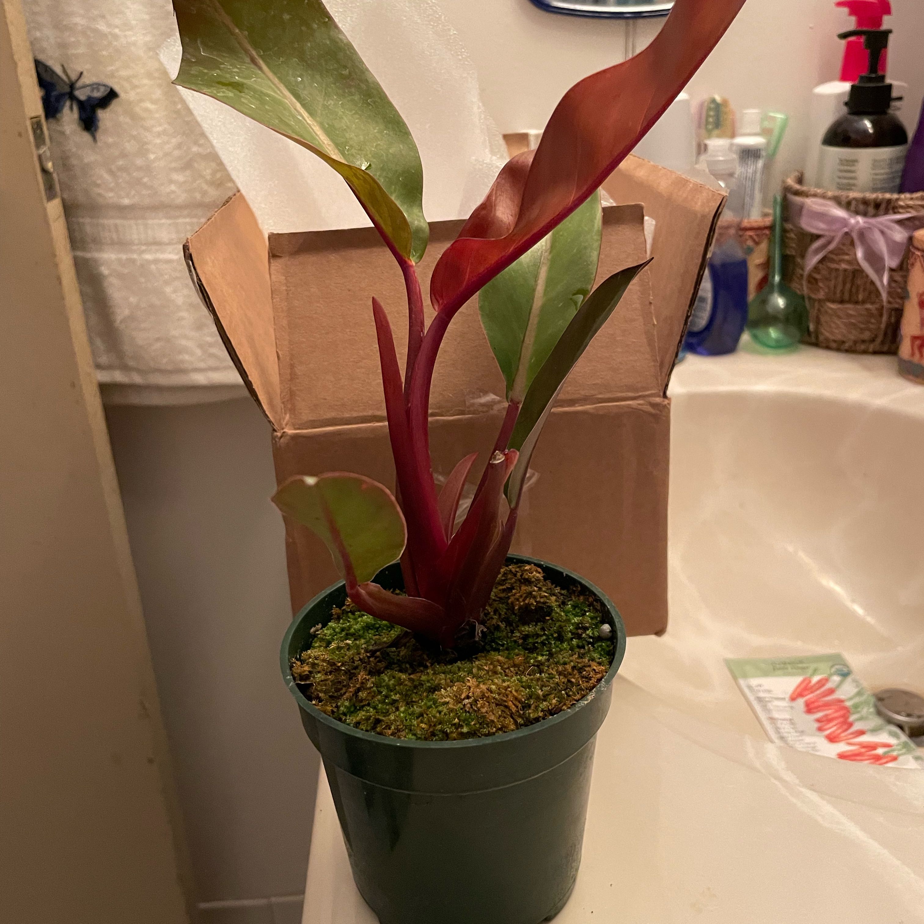 Photo of the plant species Kathleen philodendron by @FitBonsaitree named Baby  Girl on Greg, the plant care app