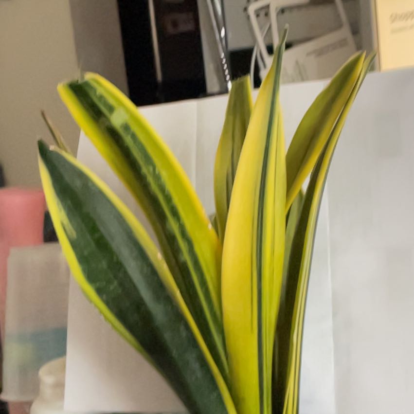 Photo of the plant species Sansevieria 'La Rubia' by @FitBonsaitree named Spiritual  Need new one on Greg, the plant care app