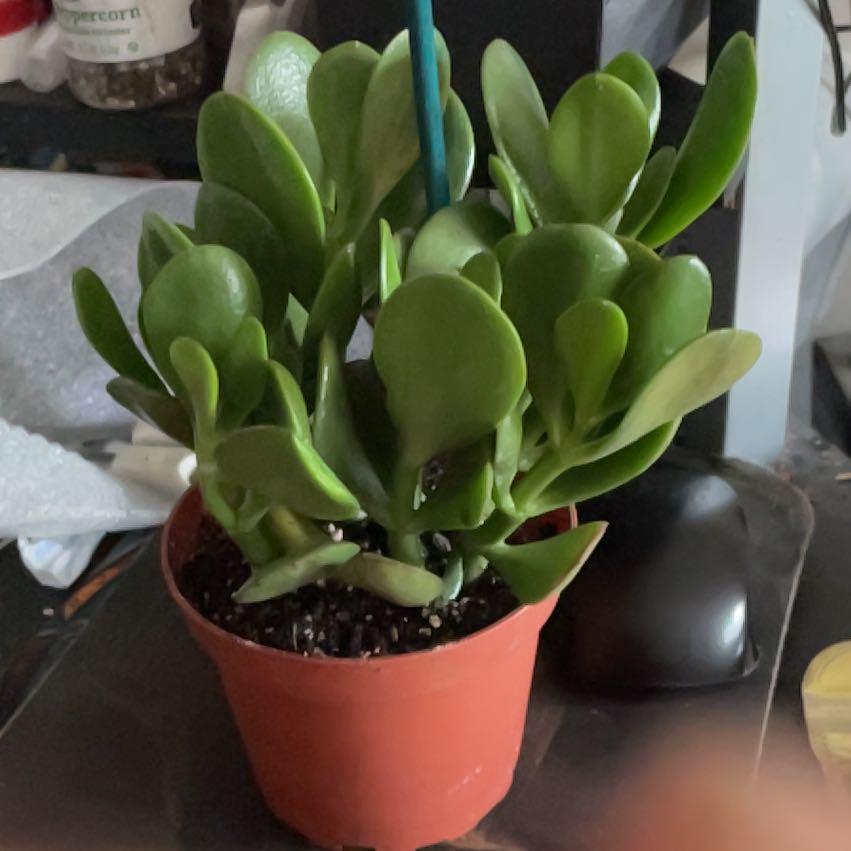 Photo of the plant species Jade Plant by @FitBonsaitree named Pending 3 on Greg, the plant care app
