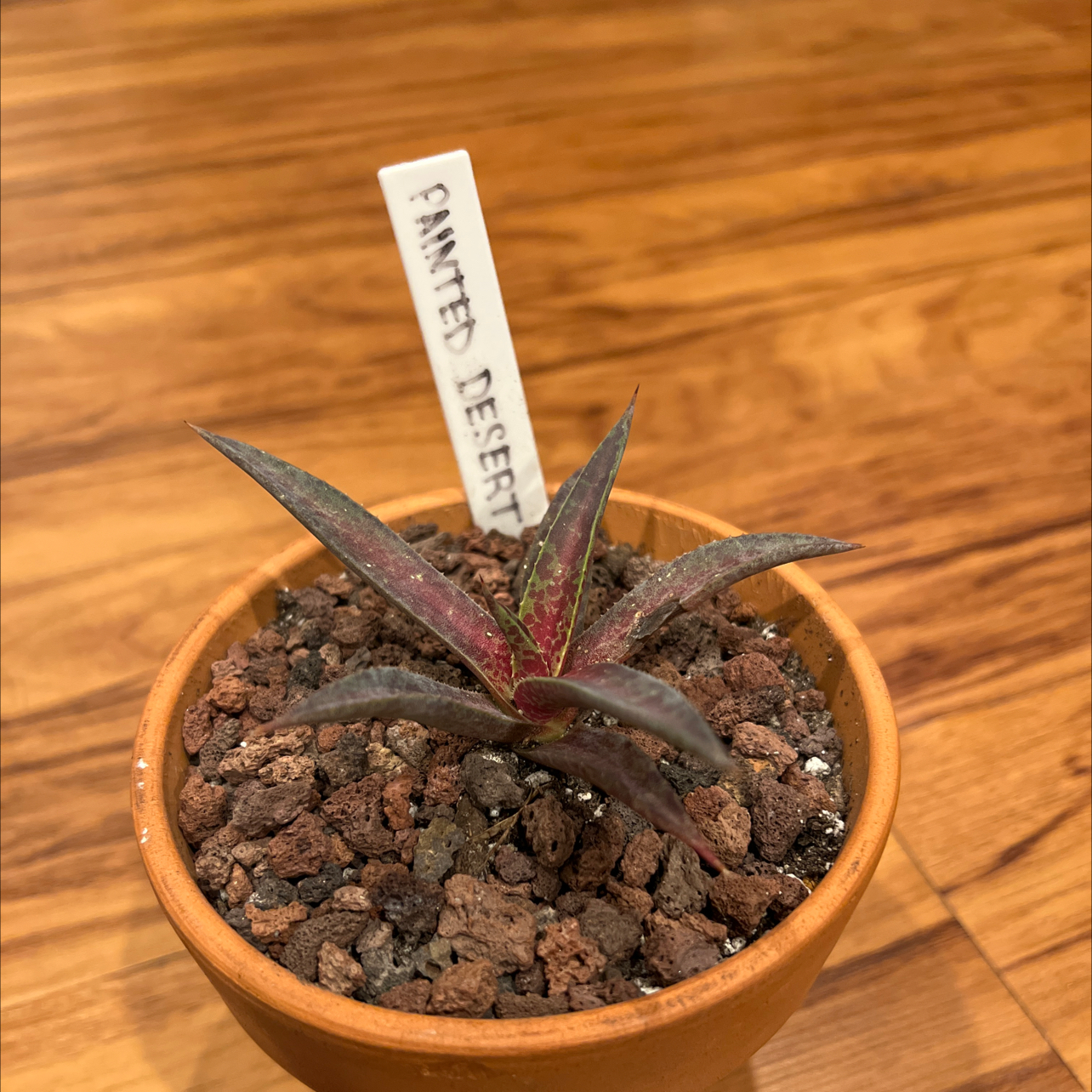 Photo of the plant species Mangave by @TastyAsianpear named Ulysses S Plant on Greg, the plant care app