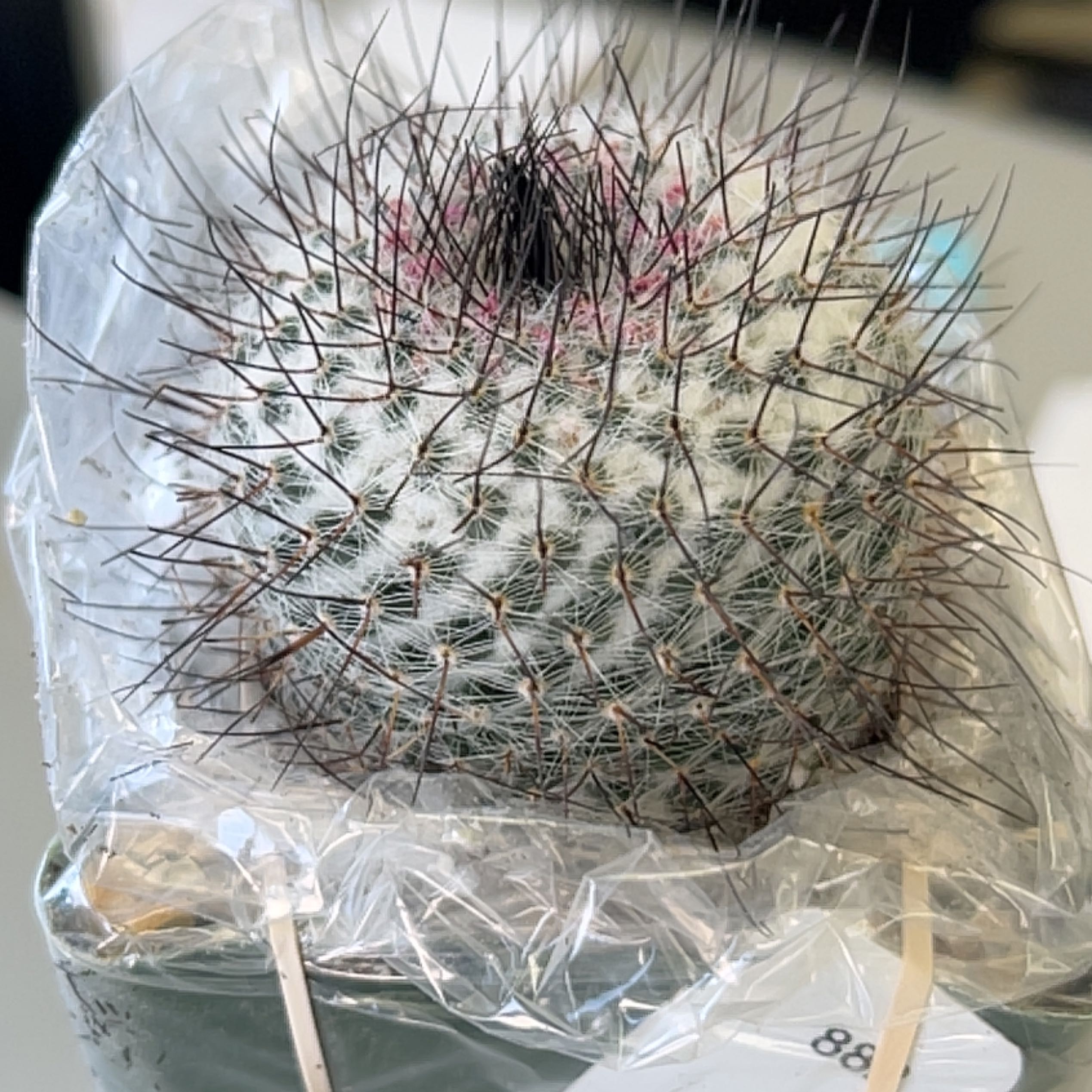 Photo of the plant species Mammillaria riteriana by @TastyAsianpear named Osmo on Greg, the plant care app