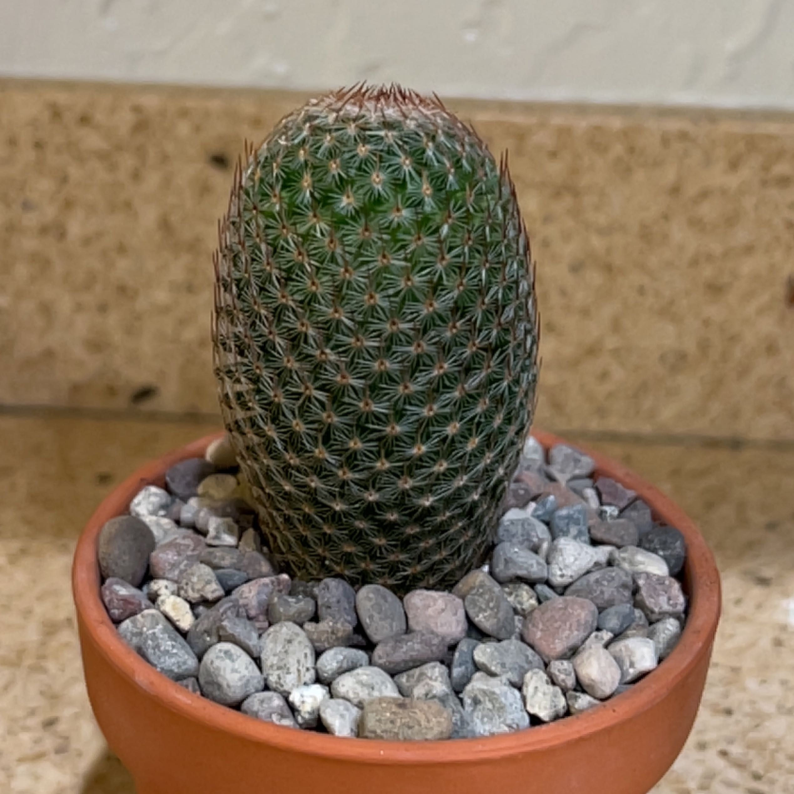 Thumb Cactus in a small pot with pebbles on the soil surface.