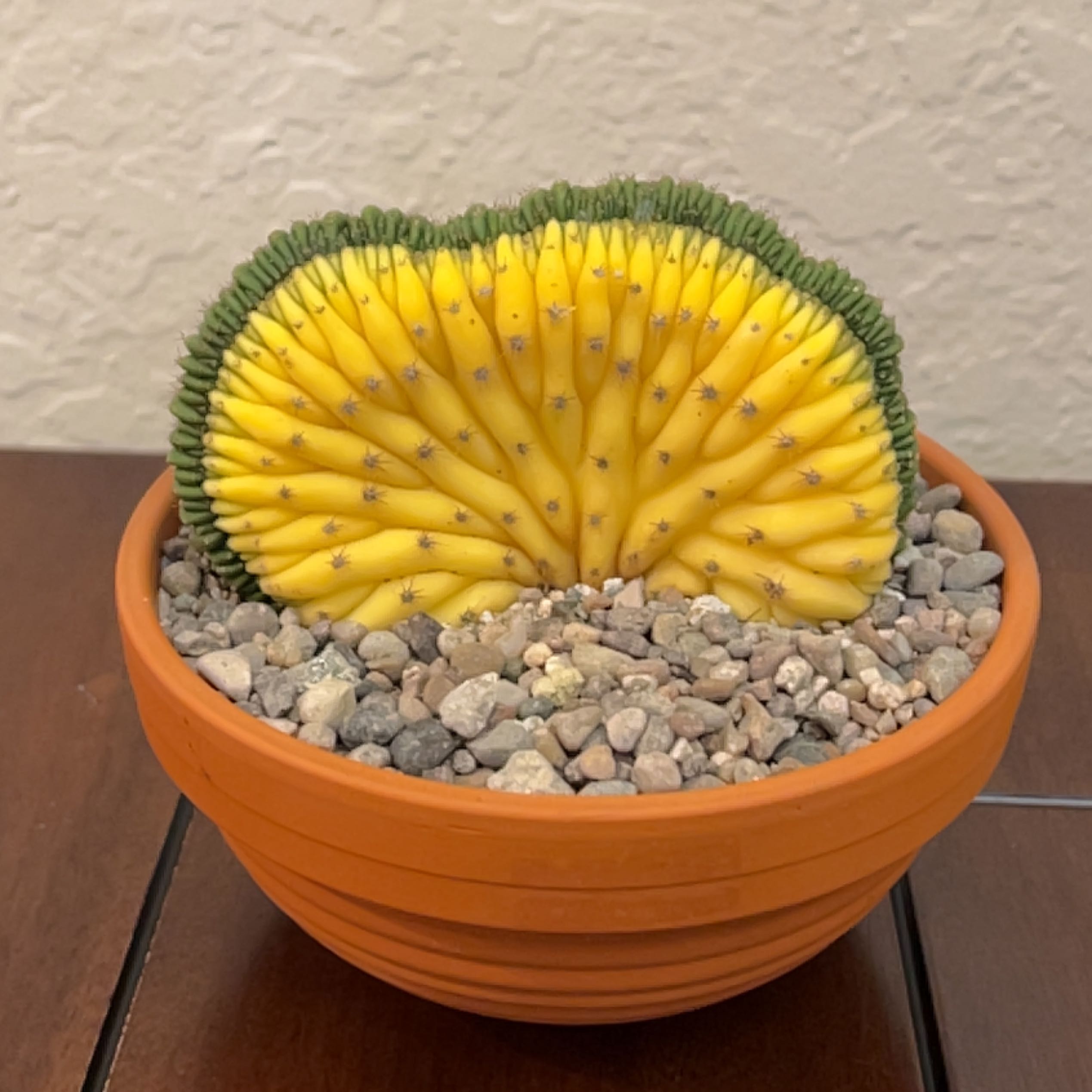 Photo of the plant species Crested variegated San Pedro by @TastyAsianpear named Sahara on Greg, the plant care app