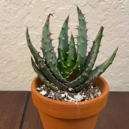 Photo of the plant species Prickly Aloe by @TastyAsianpear named Michelle Branch on Greg, the plant care app