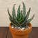 Calculate water needs of Prickly Aloe