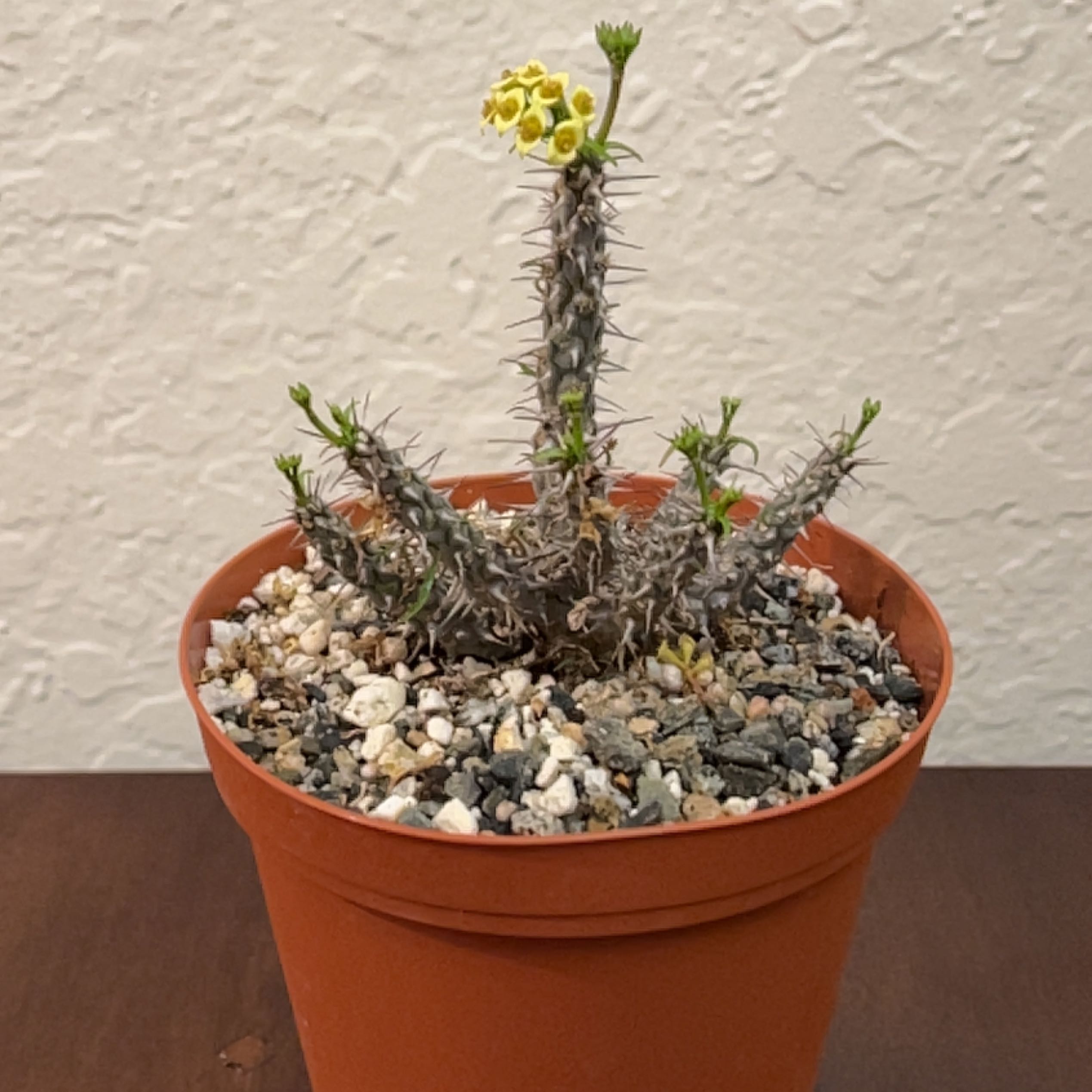 Photo of the plant species Euphorbia Gottlebei by @TastyAsianpear named Drake on Greg, the plant care app