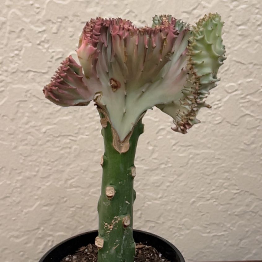 Photo of the plant species 'Cristata' by @TastyAsianpear named Gaga on Greg, the plant care app