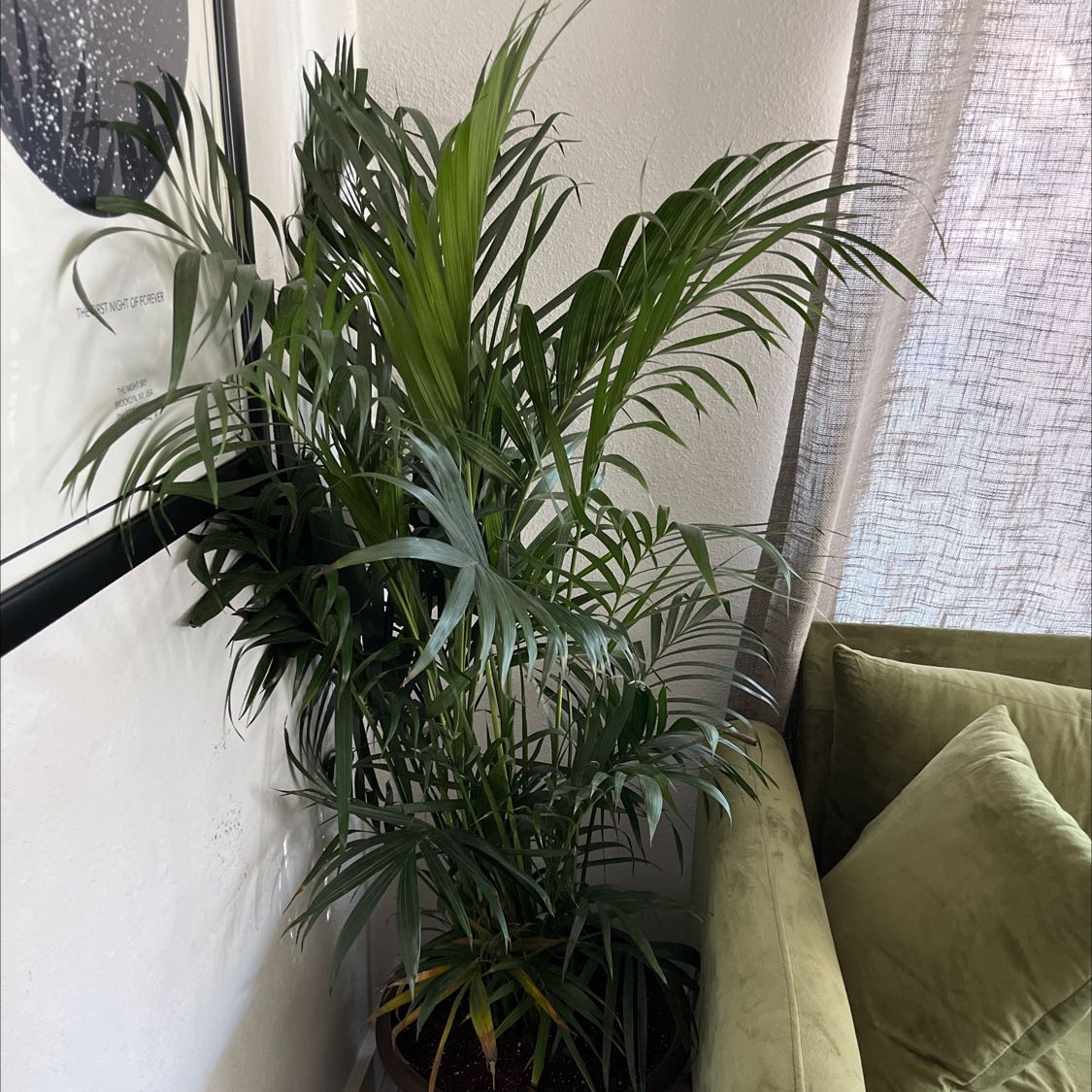 Healthy and mature Cat Palm plant with bright green pinnate leaves, planted in a dark pot on a green couch.