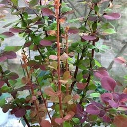 Japanese Barberry plant