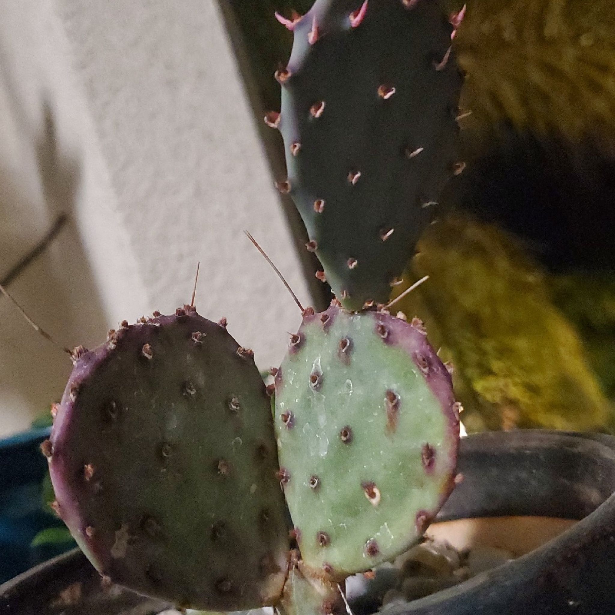 Violet Prickly Pear cactus with three pads, some discoloration and browning spots, in a pot with visible soil.