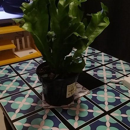Photo of the plant species Green Flame by @FineCarrot named Terra on Greg, the plant care app