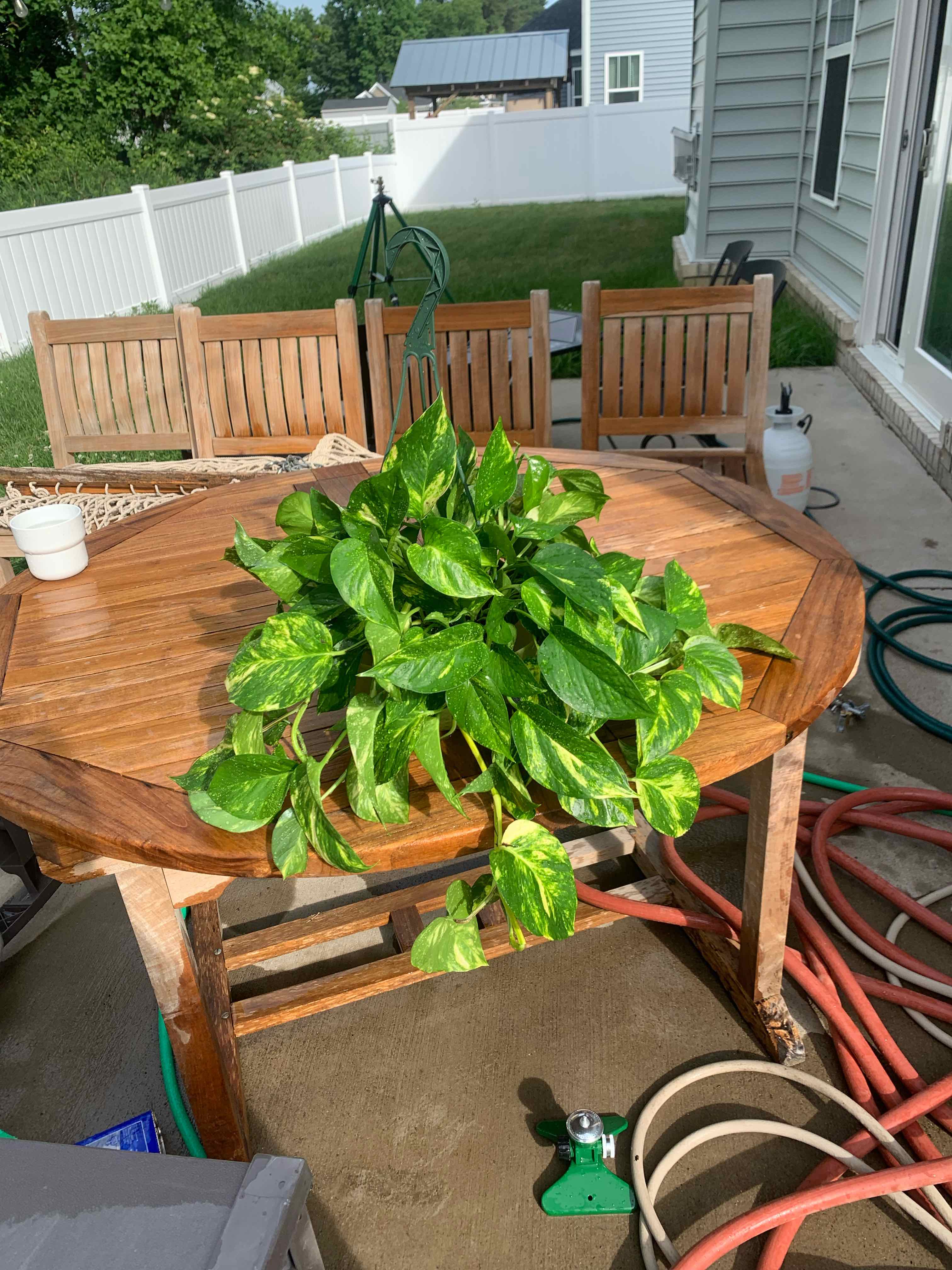 Hawaiian Pothos plant on a wooden table outdoors with vibrant green and yellow variegated leaves.
