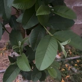 Guava Tree plant in Chandler, Arizona
