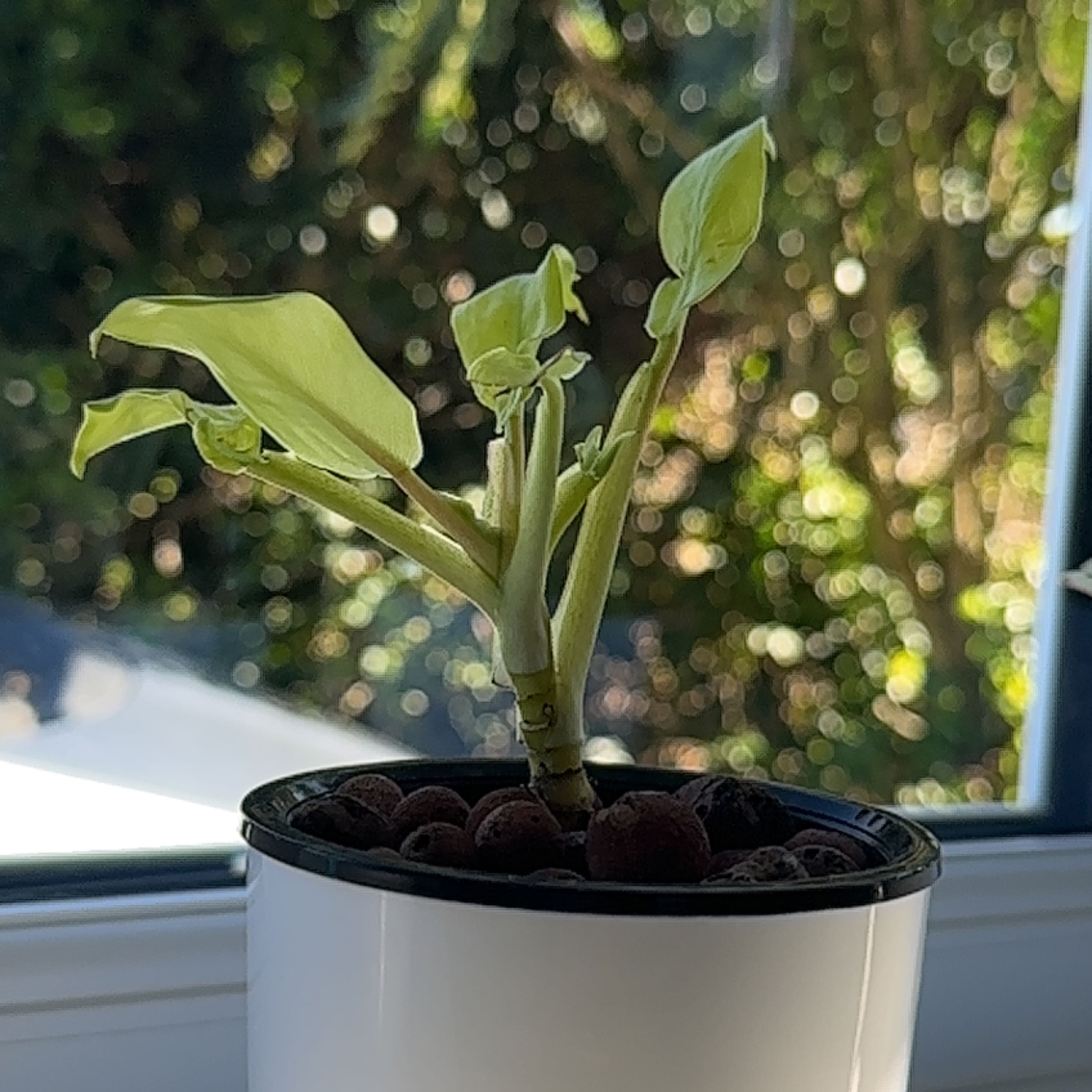 Philodendron 'Malay Gold' plant in a white pot with a blurred background.