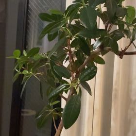 Photo of the plant species Port Jackson Fig by @SwellEndive named ゴムちゃん on Greg, the plant care app
