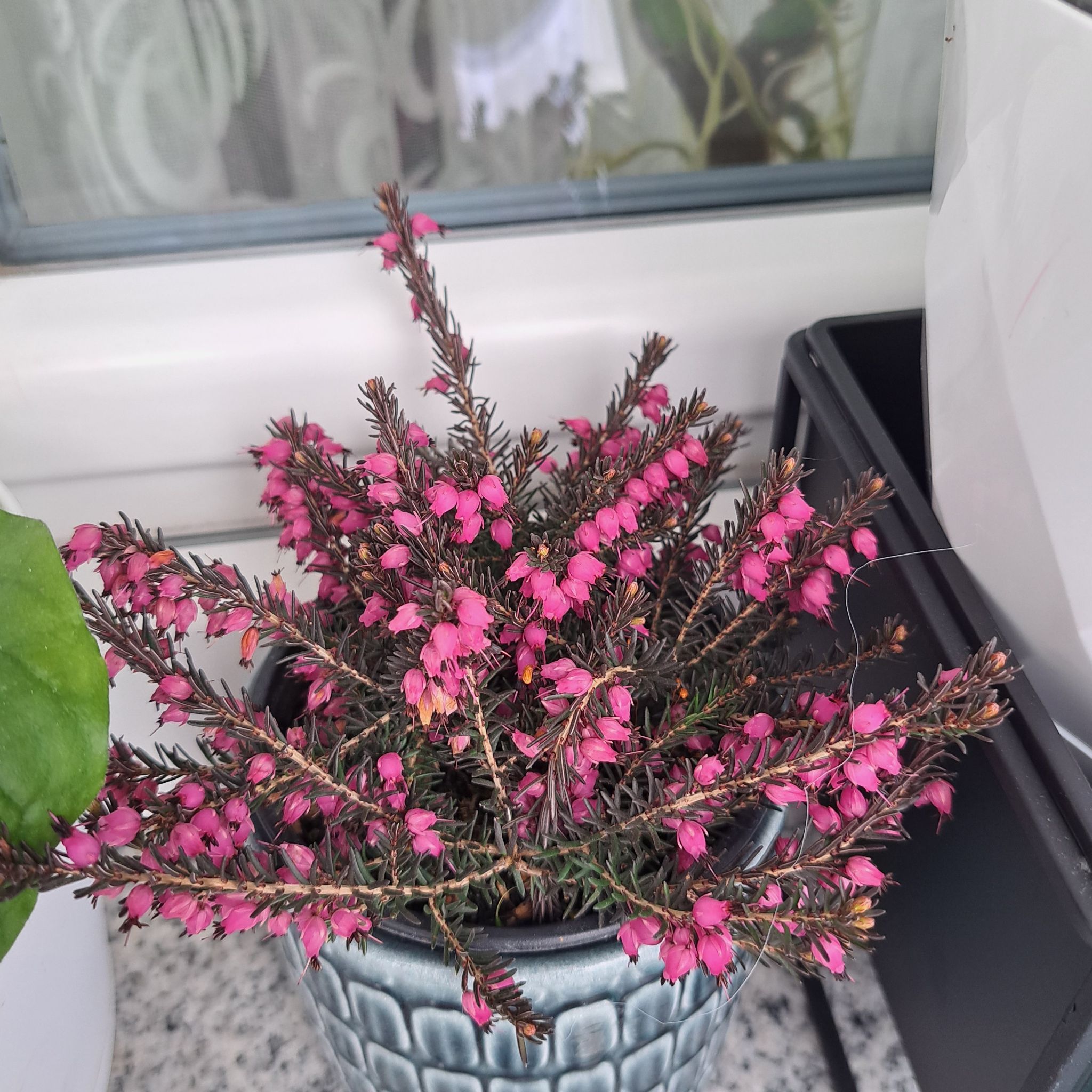 Winter Heath plant with vibrant pink flowers in a pot, appears healthy.
