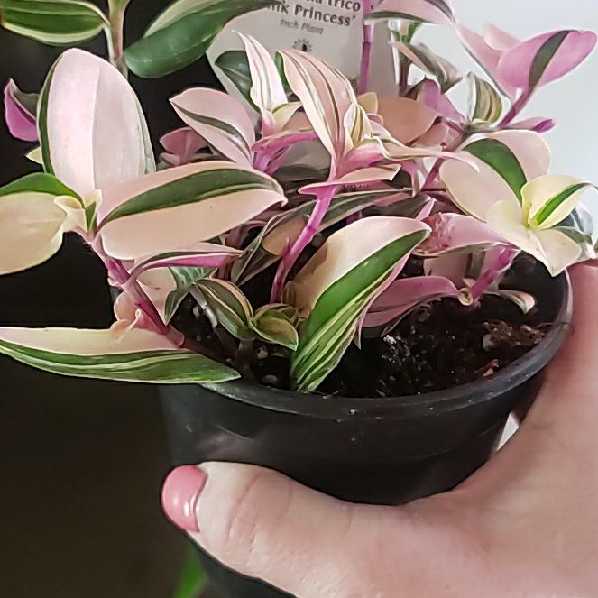 Photo of the plant species Tricolor Rainbow Tradescantia by @CleanAsarina named Gates on Greg, the plant care app