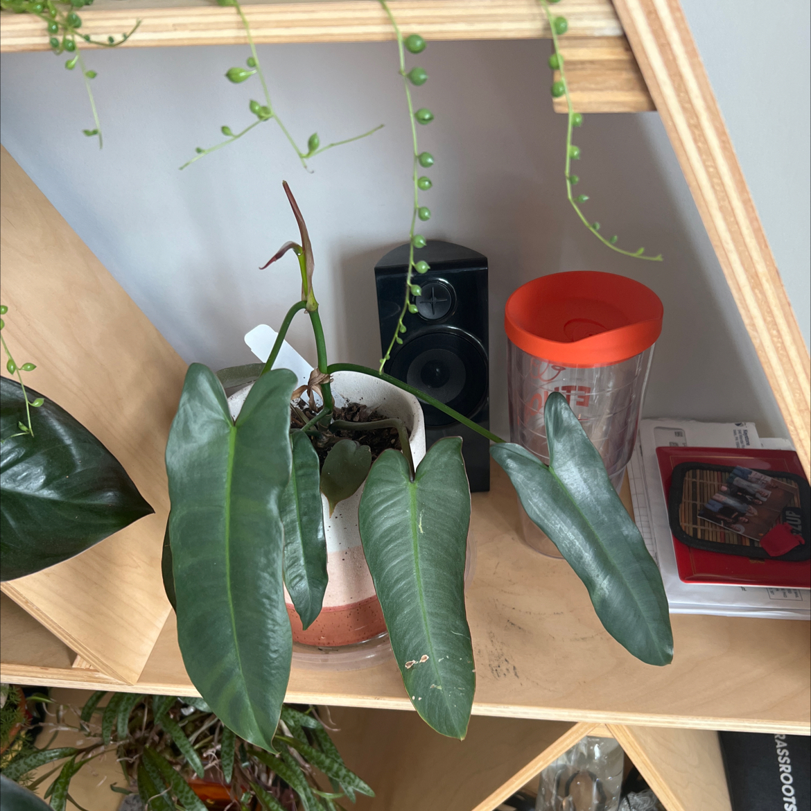 Philodendron atabapoense plant with long, narrow leaves in a pot on a wooden shelf.