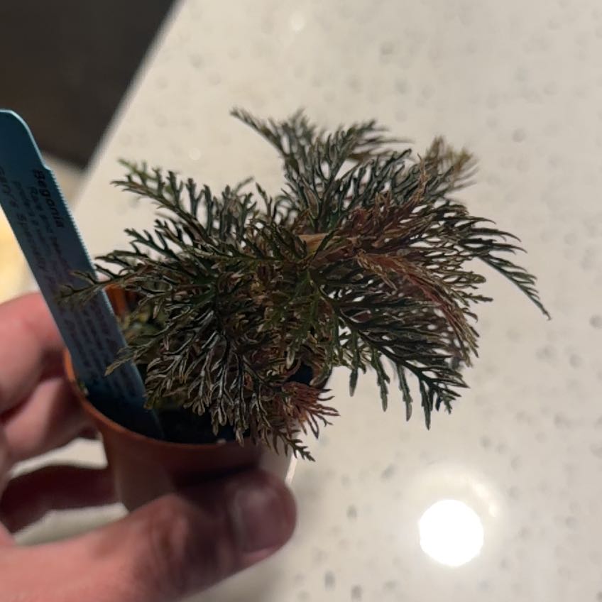 Photo of the plant species Begonia bipinnatifida by @Croissant29 named Huckleberry Fern on Greg, the plant care app