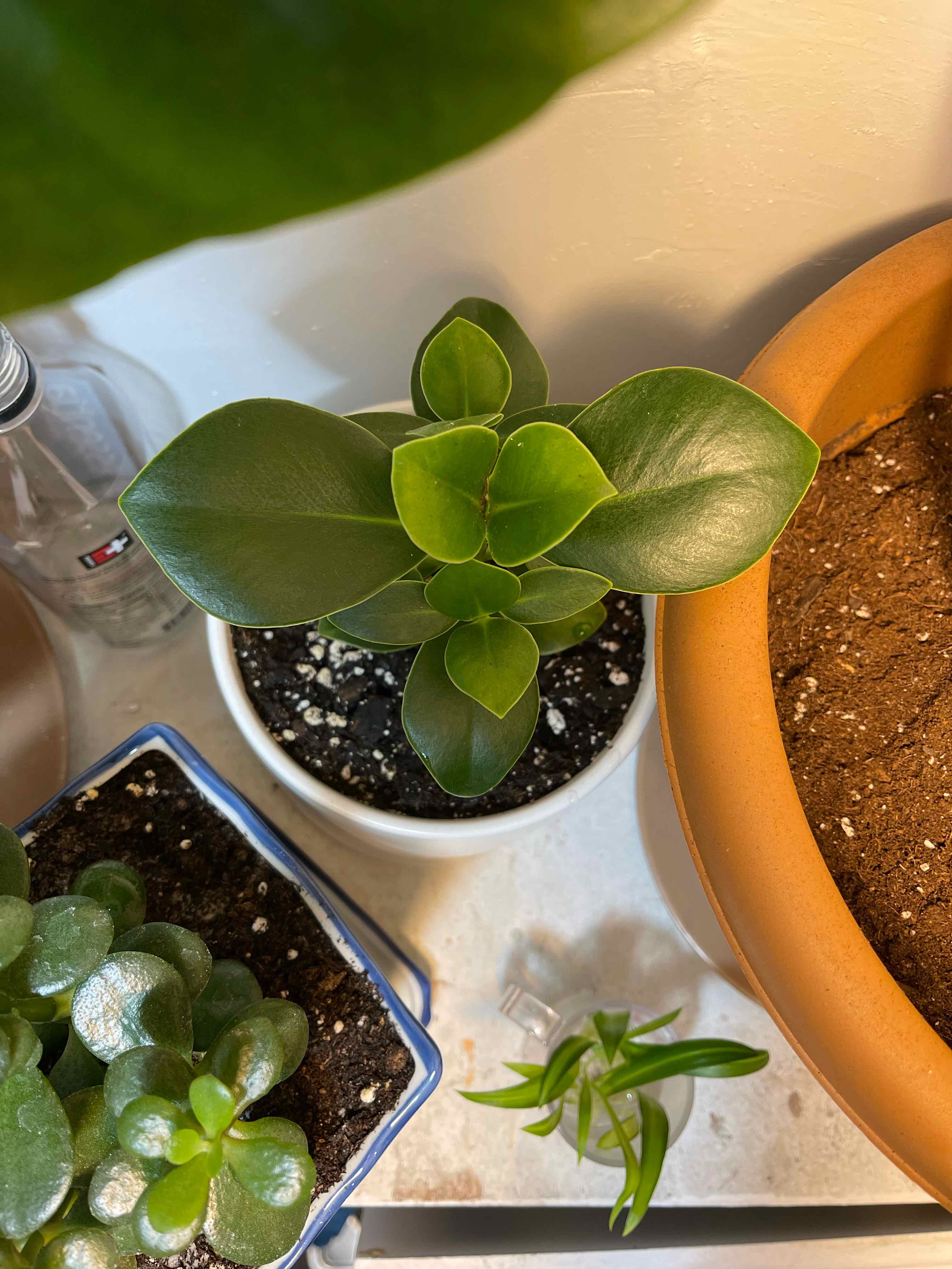 Healthy Natal Plum plant in a small pot with glossy green leaves, soil visible.