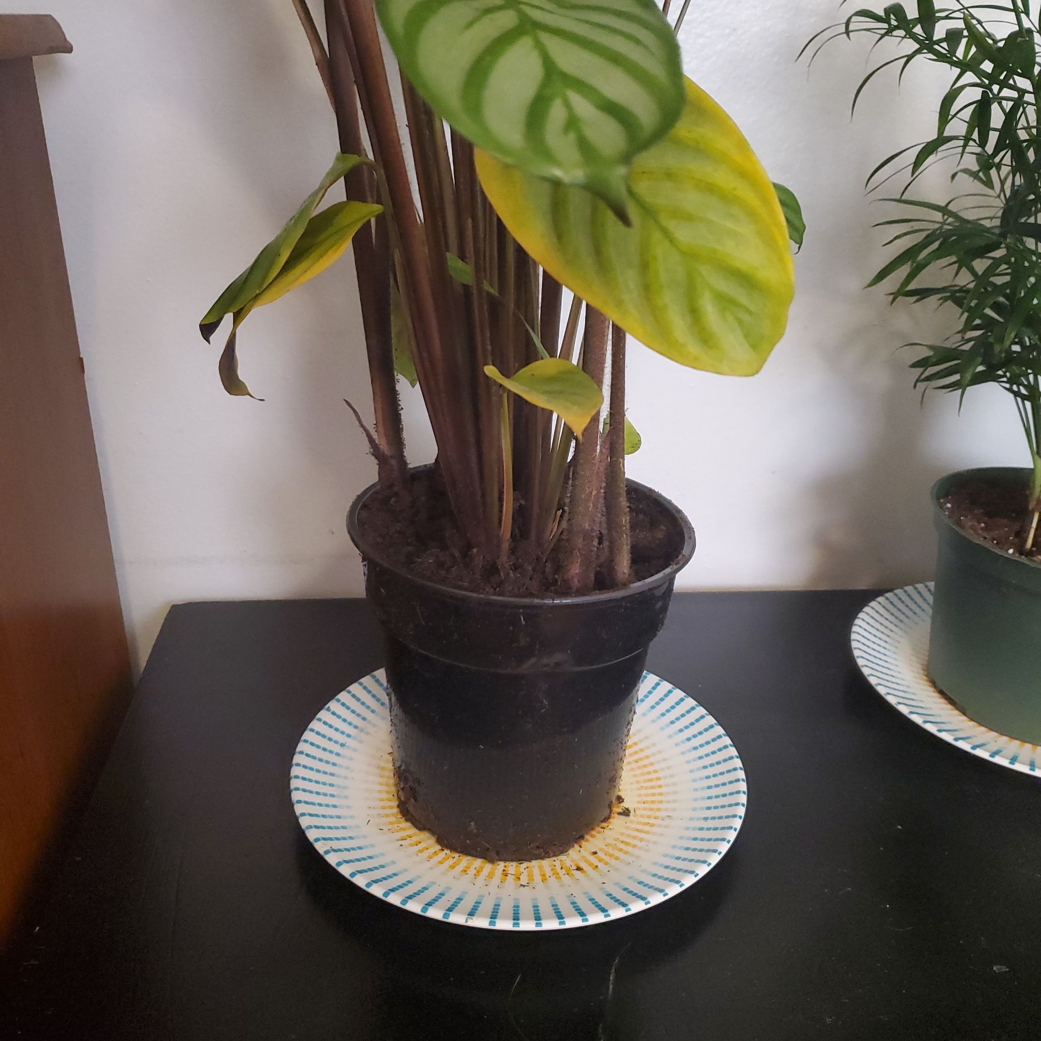 Potted Never Never Plant 'Grey Star' with yellowing leaves, placed on a saucer.