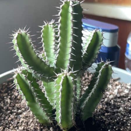 Photo of the plant species Euphorbia Polyacantha by @WorldlyPukatea named Austen on Greg, the plant care app