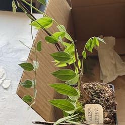 Amethyst Falls Wisteria plant