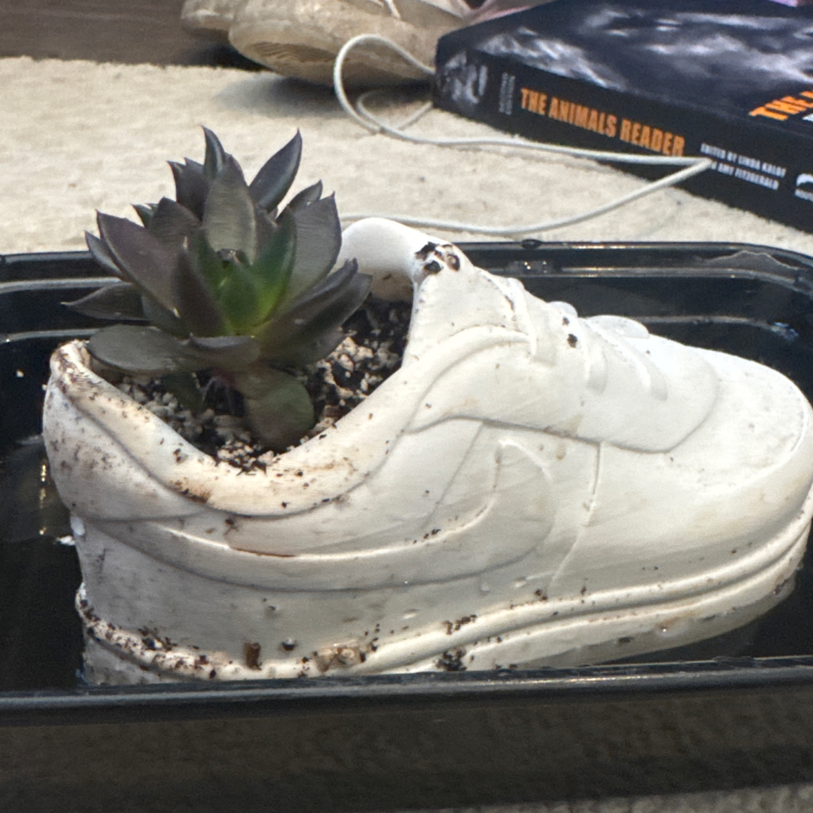 Photo of the plant species Black Knight by @lailacampbell named sage the gemini on Greg, the plant care app