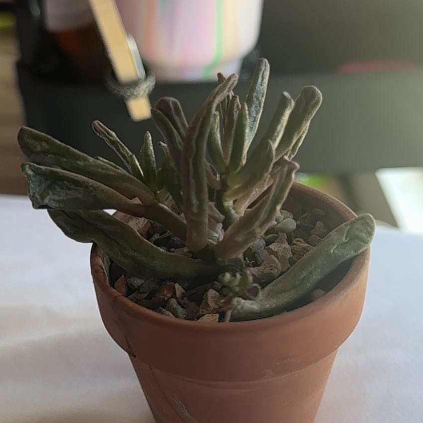 My Precious