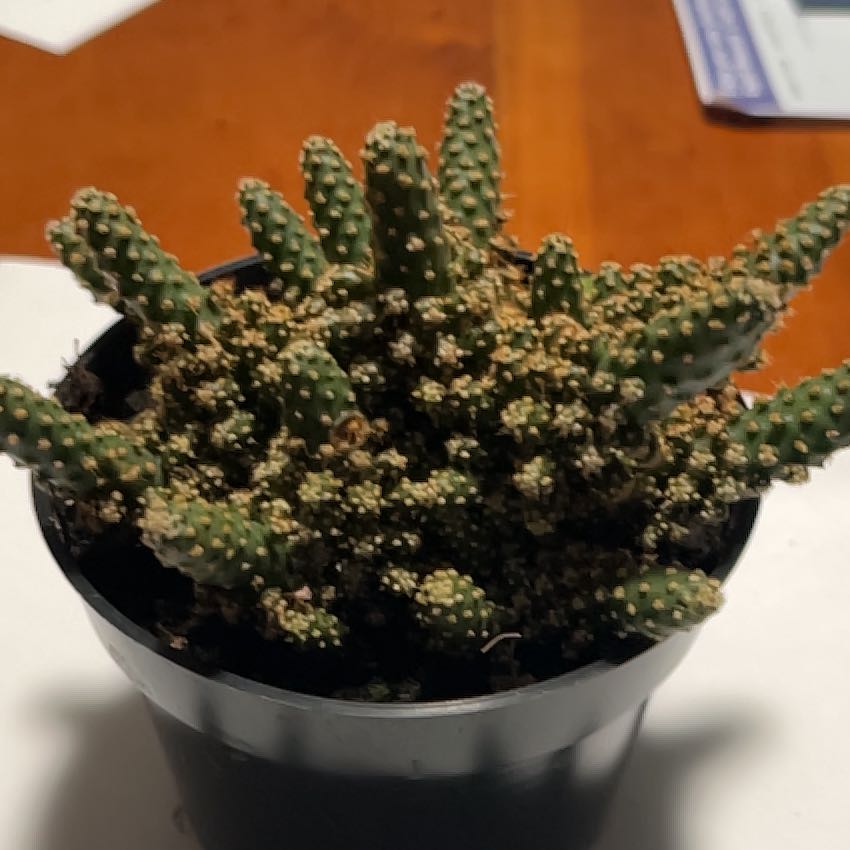 Photo of the plant species Prickly Pear by @ElaborateRye named Drake on Greg, the plant care app