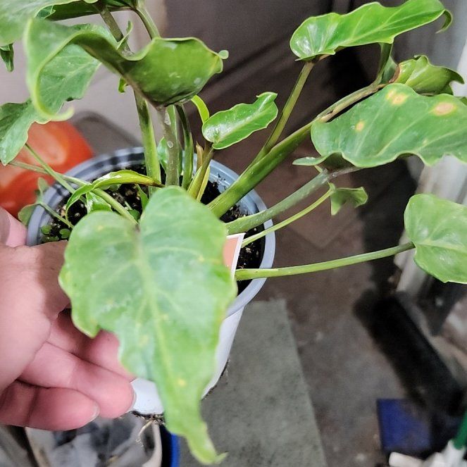 Photo of the plant species Philodendron Deja Vu by @BuffMotherfern named Marilyn on Greg, the plant care app