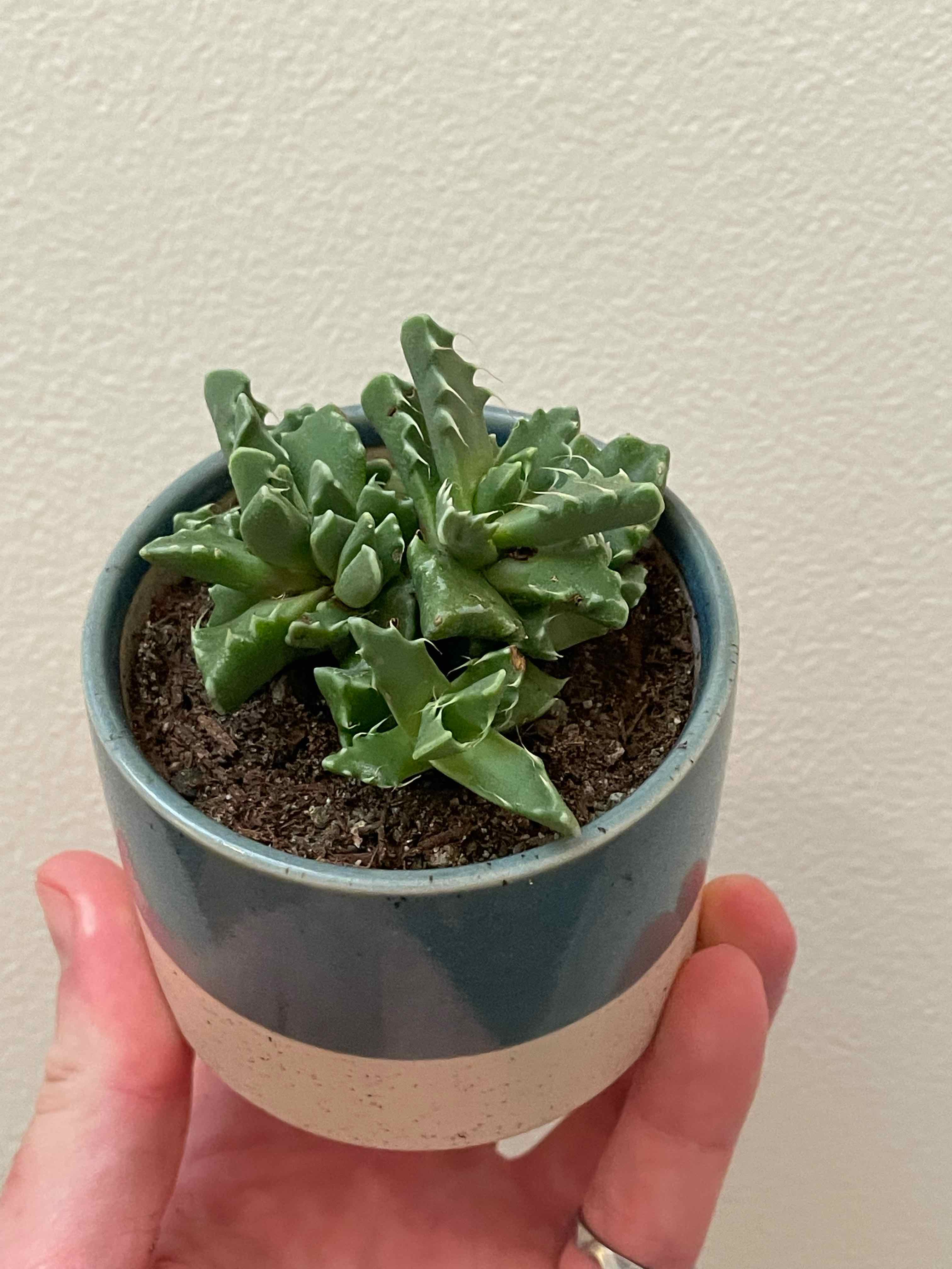 Tiger's Jaw plant in a small pot, held by a hand. The plant appears healthy.