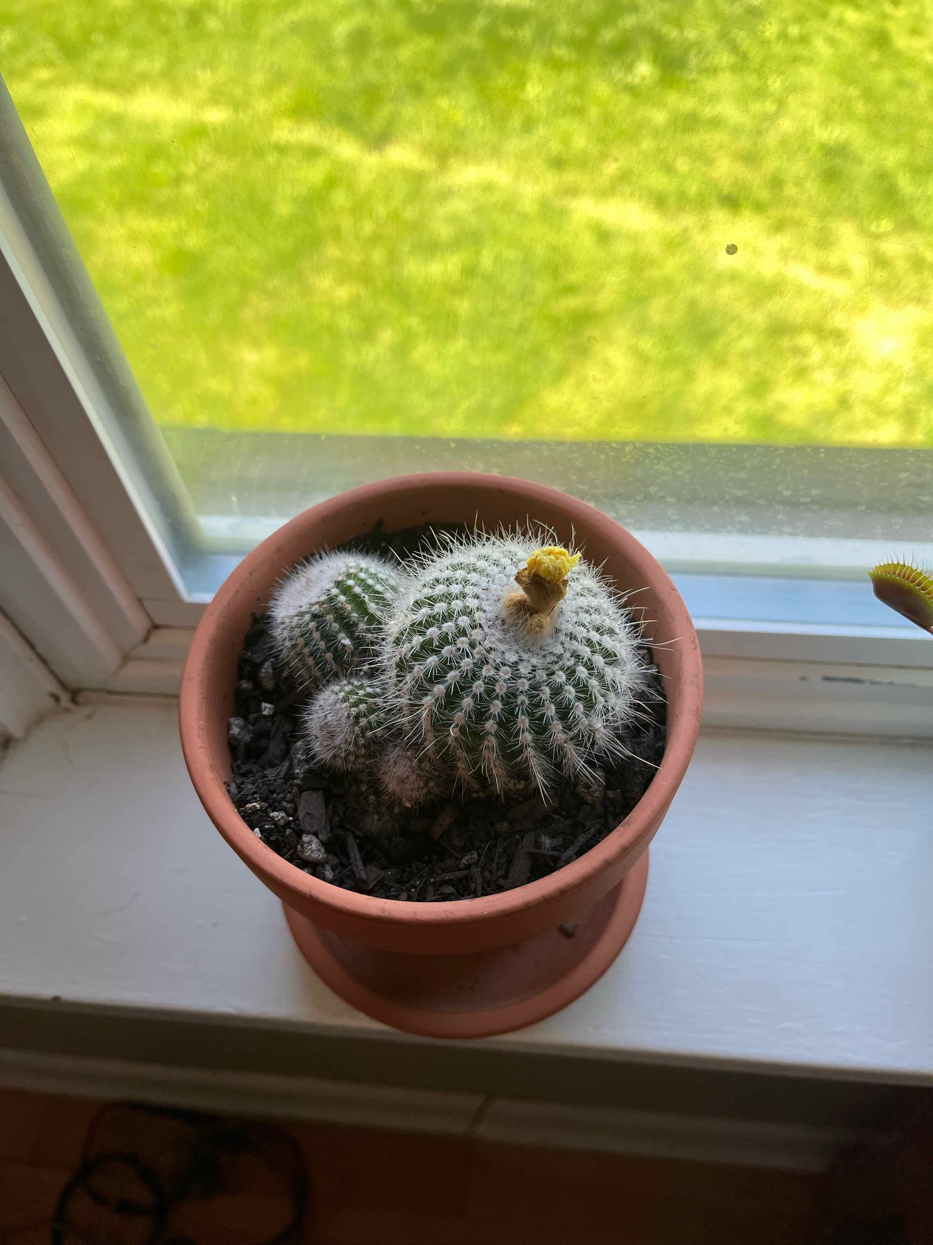 Potted Silver Ball Cactus on a windowsill, healthy with visible soil.