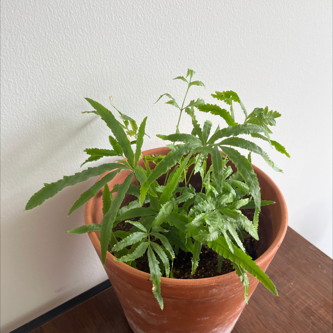 Cretan Brake Fern