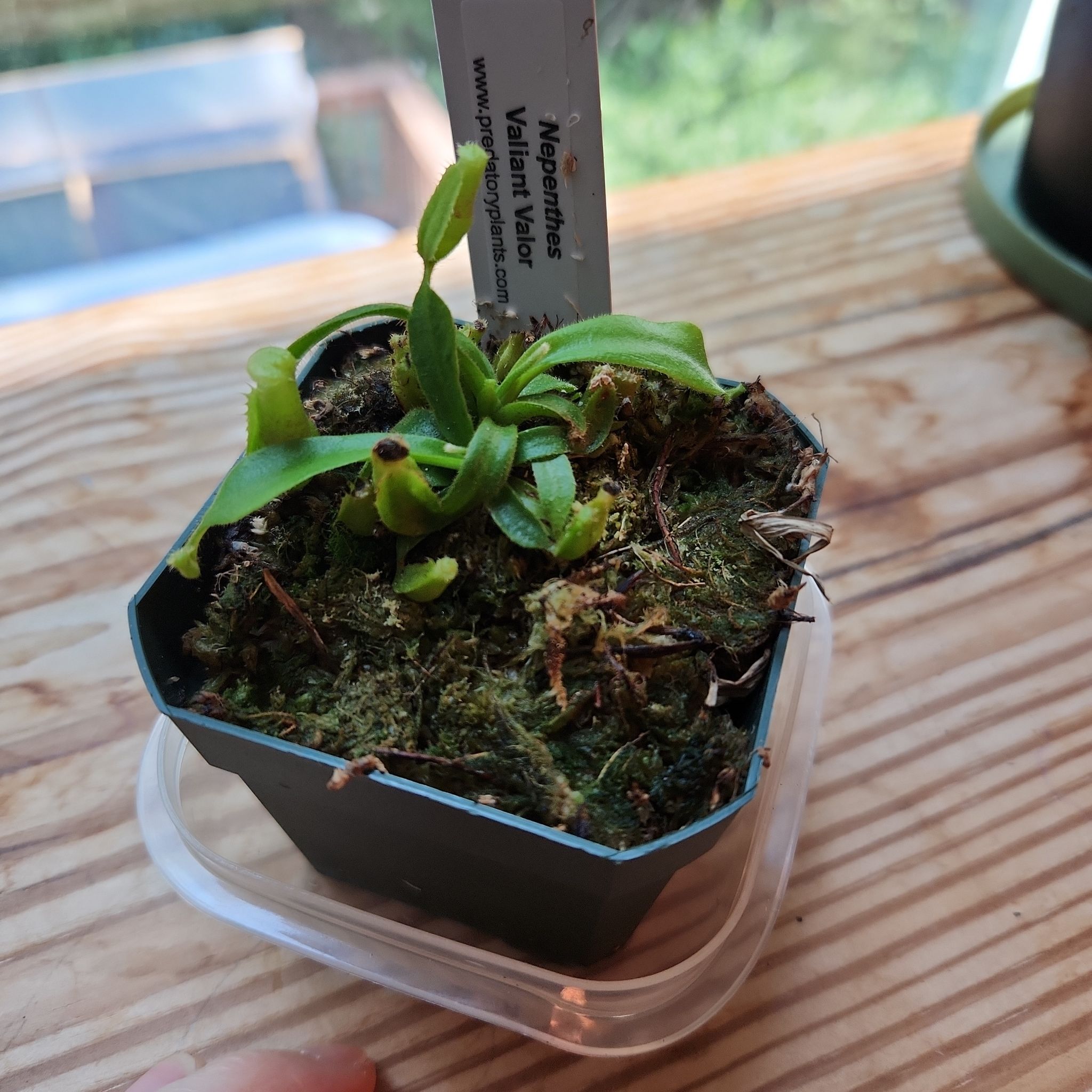 Photo of the plant species Tropical Pitcher Plant (vogelii) by @FitChincactus named Aries on Greg, the plant care app