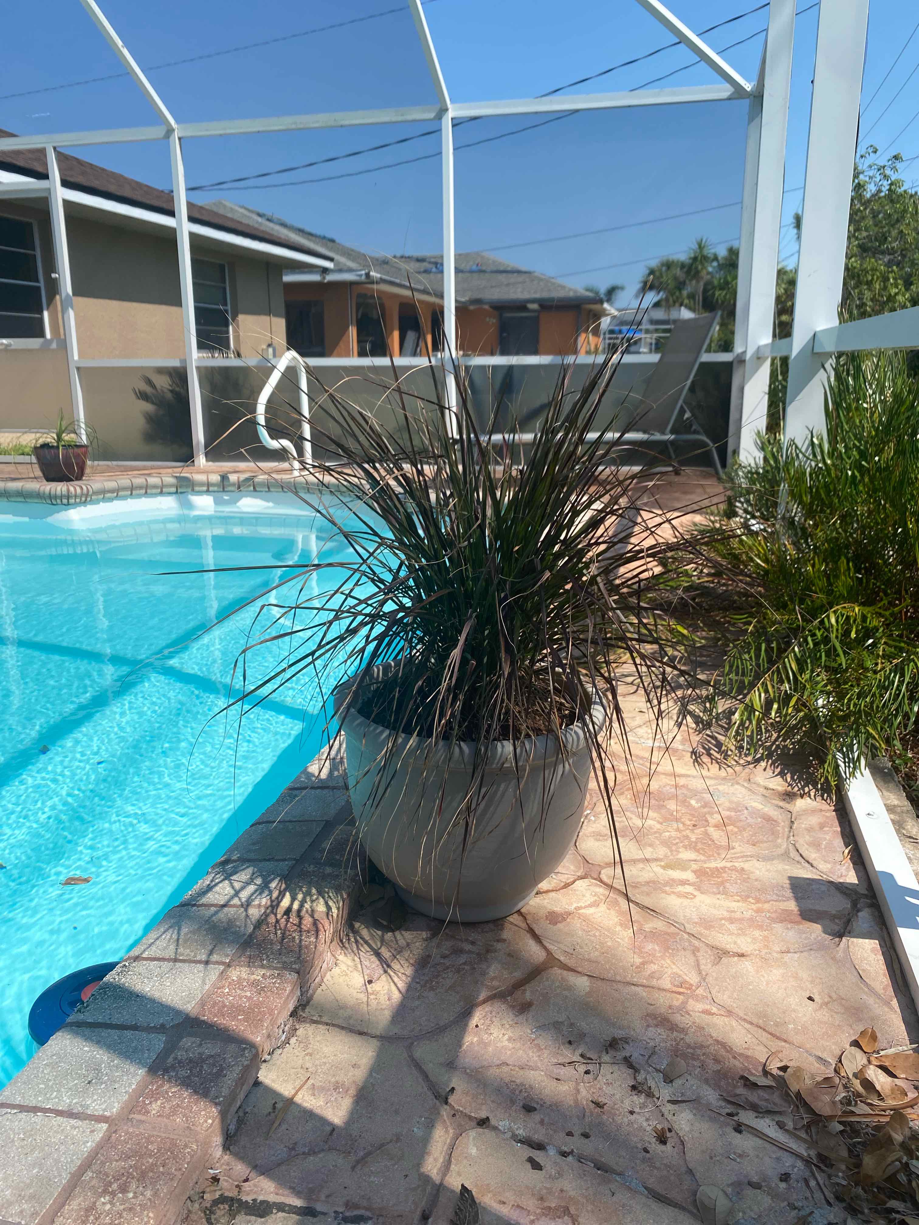 Potted Crimson Fountaingrass plant near a swimming pool, appears healthy.