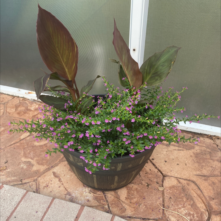A healthy, flowering canna lily plant with burgundy leaves and small purple flowers, growing in a pot on a patio.