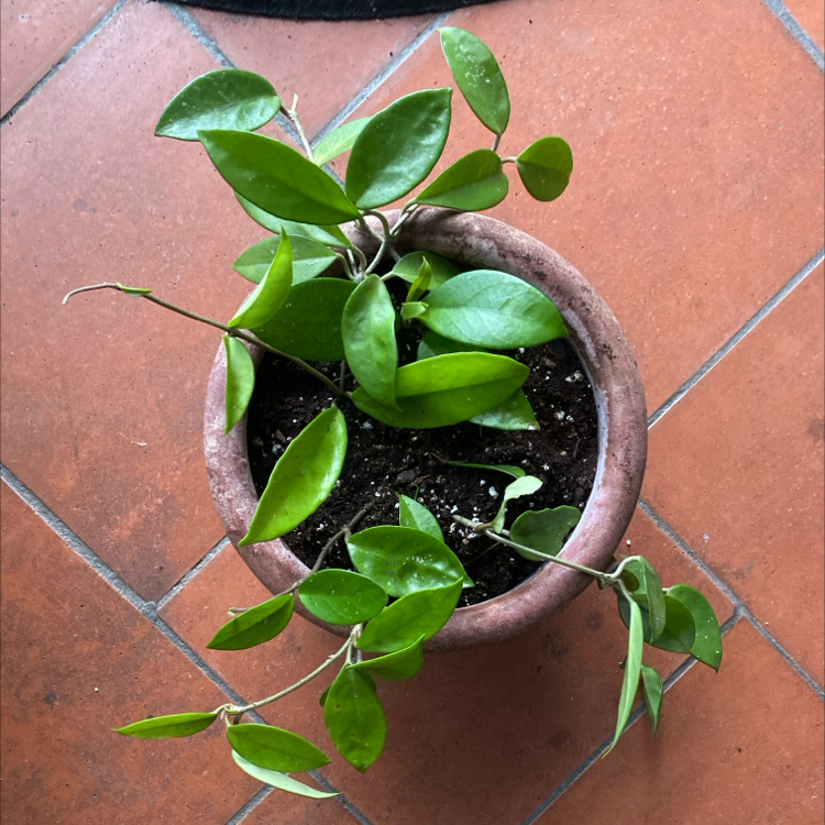 HappyHoYa CARNOSA