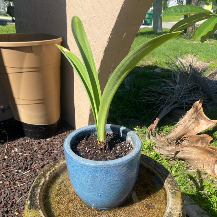 Photo of the plant species Amaryllis 'Denver' by @AGFox named Amaryllis by morning on Greg, the plant care app