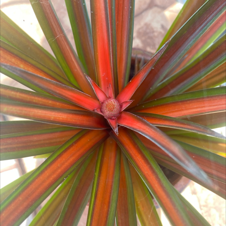 Photo of the plant species Red Pineapple by @AGFox named Reds on Greg, the plant care app