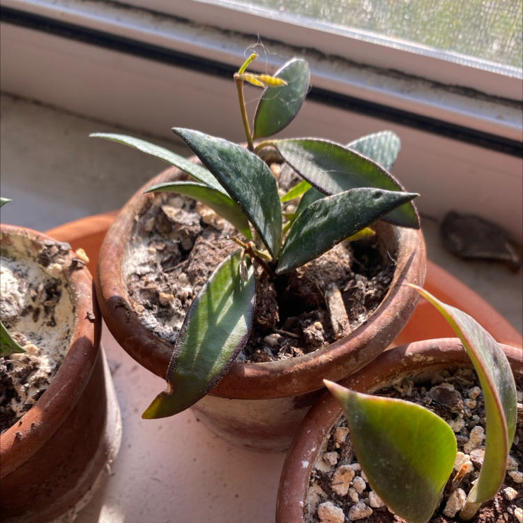 Hoya 'Rosita' plant in a terracotta pot with visible soil and some leaf discoloration.