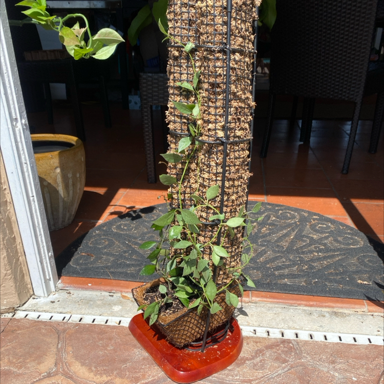 MintCDH1