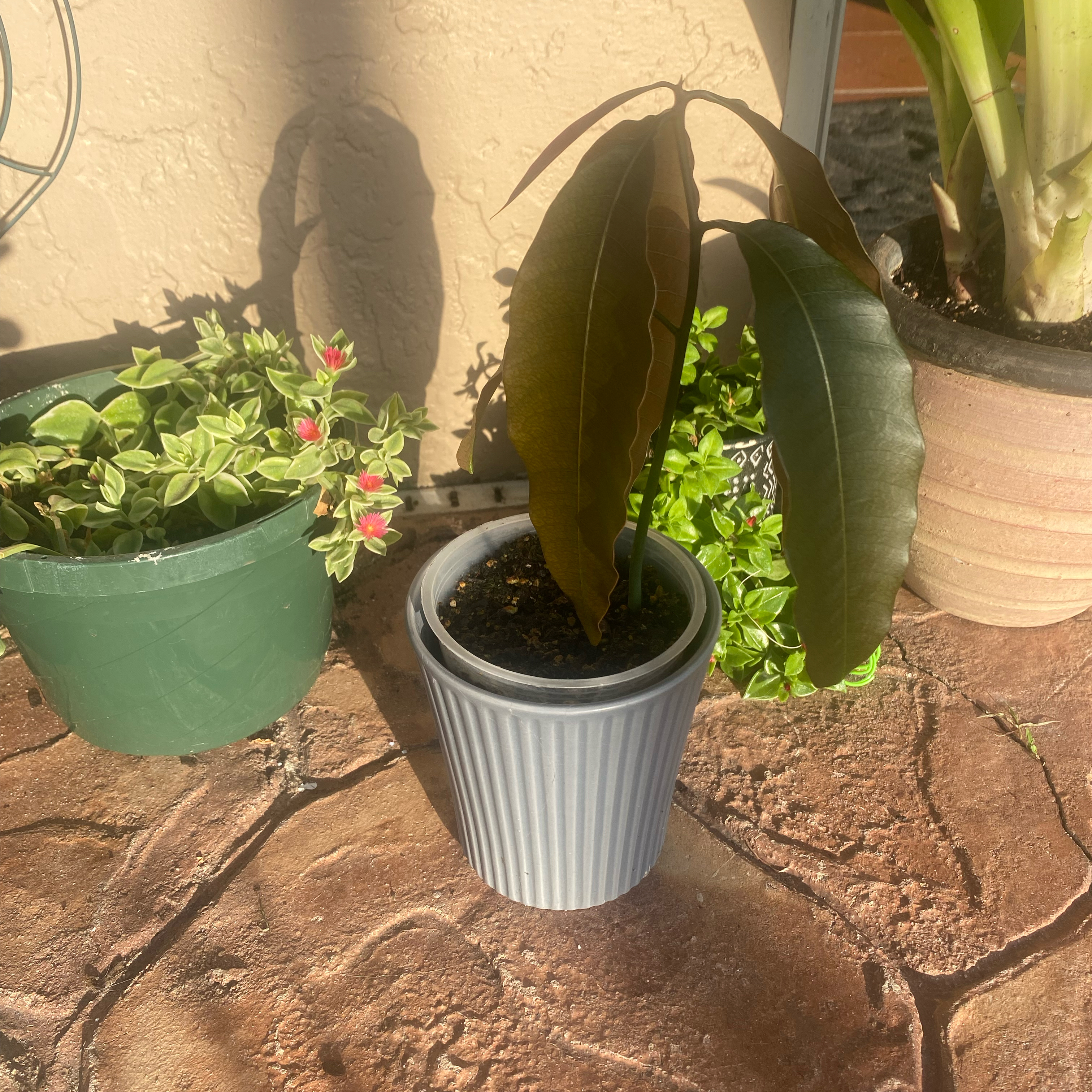 Granny’s Mango