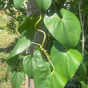 Photo of the plant species Chinese Yam by @AGFox named Sir Plancelot on Greg, the plant care app