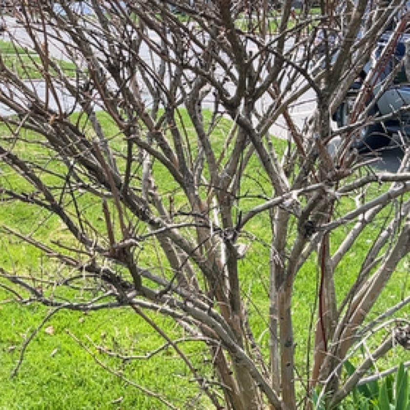 Photo of the plant species Tree Morning Glory by @TutorAmbrosina named Sonora on Greg, the plant care app