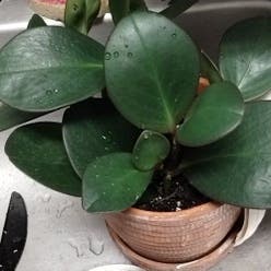 Peperomia 'Peppermill' plant